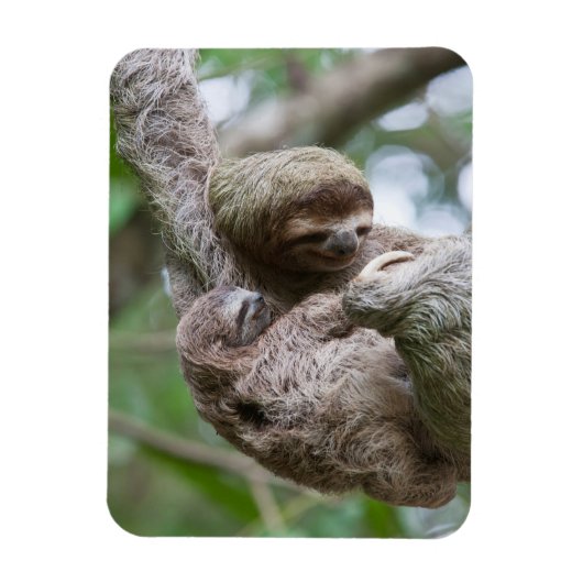 木からぶら下がる母親とナマケモノの赤ちゃん マグネット (縦)