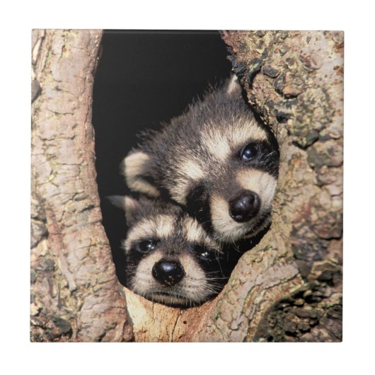 木から顔を出すアライグマの赤ちゃん タイル (正面)