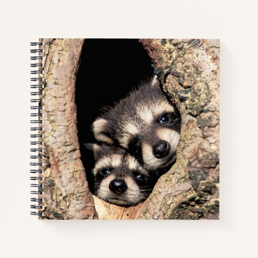 木から顔を出すアライグマの赤ちゃん ノートブック (正面)