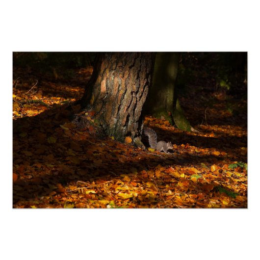 木とリスの秋の森 ポスター (正面)