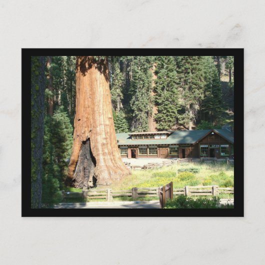 木と博物館 ポストカード (正面)