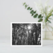 木と太陽（1） ポストカード (スタンド正面)