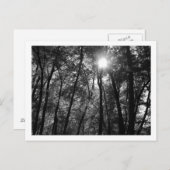 木と太陽（1） ポストカード (正面/裏面)