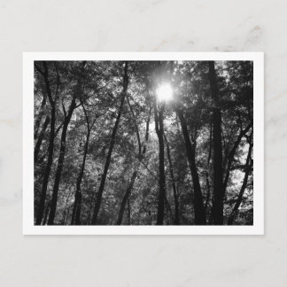 木と太陽（1） ポストカード