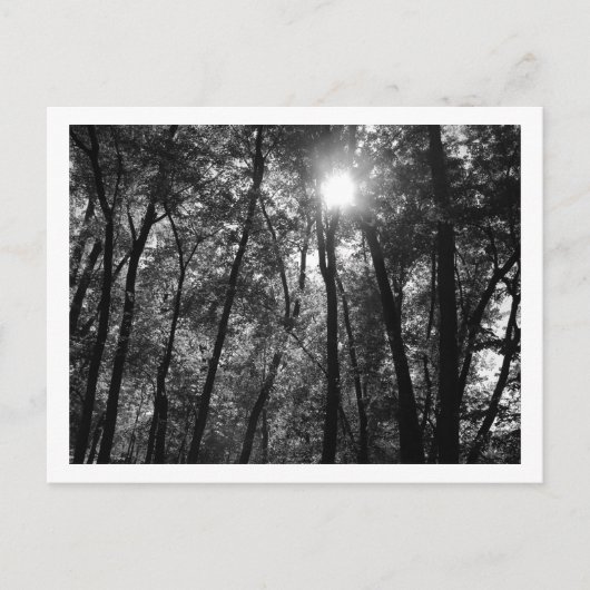 木と太陽（1） ポストカード (正面)