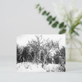 木と雪のシーン、白黒 ポストカード (スタンド正面)