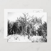 木と雪のシーン、白黒 ポストカード (正面/裏面)