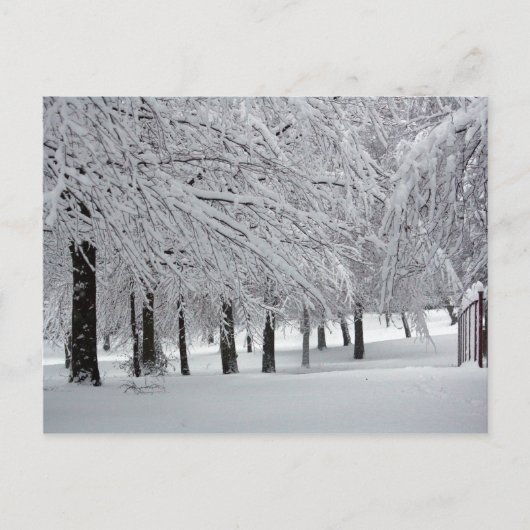 木と雪 ポストカード (正面)