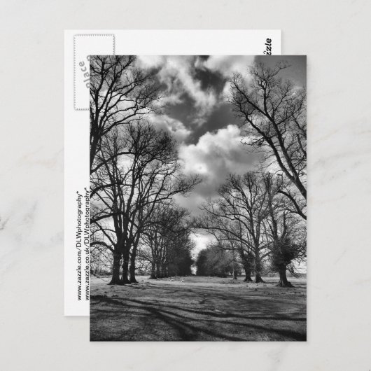 木と雲 ポストカード (正面/裏面)