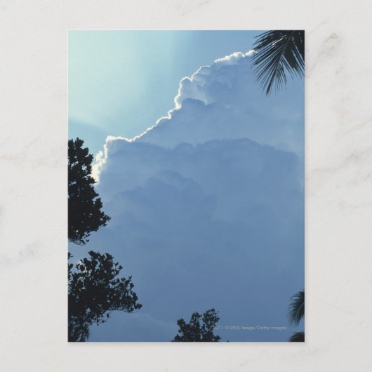木と雲 ポストカード (正面)