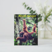 木にぶら下がるオランウータン ポストカード (スタンド正面)