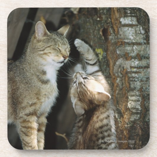 木による猫そして子ネコ コースター (正面)