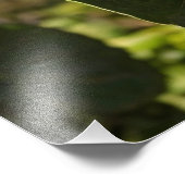 木にキウイ フォトプリント            (角)