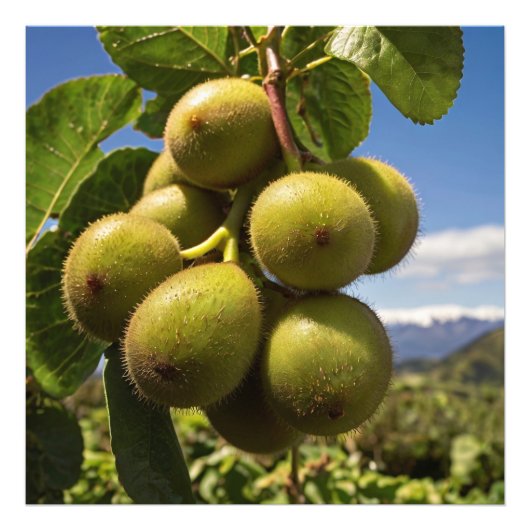 木にキウイ フォトプリント            (正面)