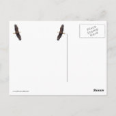 木にハゲのワシ ポストカード (裏面)