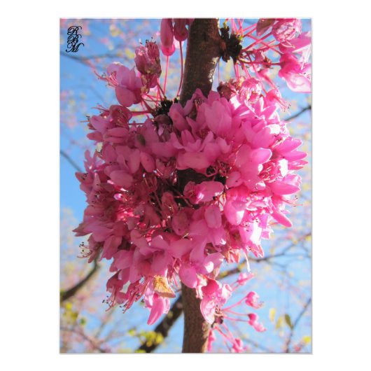 木にピンクの花を咲かせる フォトプリント            (正面)