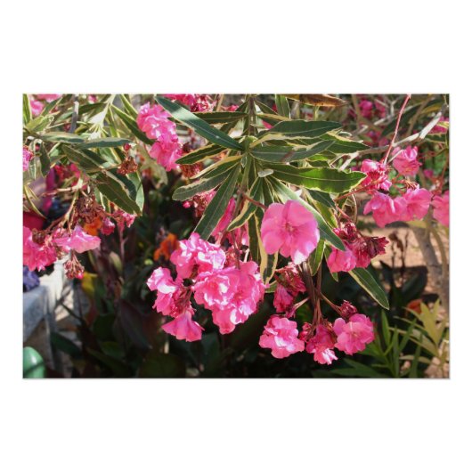 木にピンク色の花 ポスター (正面)