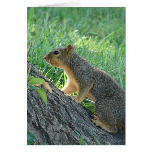 木にリス (正面)