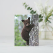 木に上る小熊 ポストカード (スタンド正面)