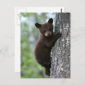 木に上る小熊 ポストカード (正面/裏面)