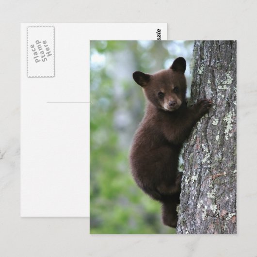 木に上る小熊 ポストカード (正面/裏面)