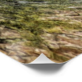 木に休むヒョウ ポスター (コーナー)