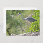 木に刺さった灰色のサギ ポストカード (正面/裏面)