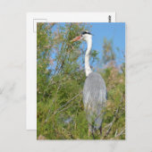 木に刺さった灰色のサギ ポストカード (正面/裏面)