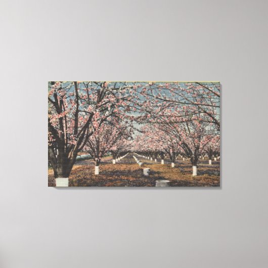 木に咲くカリフォルニアの花 キャンバスプリント (正面)