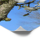 木に咲くホオノキの花 ポスター (角)