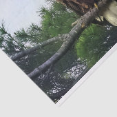 木に威厳のある突き刺さった成熟した禿鷲 薄葉紙 (詳細)