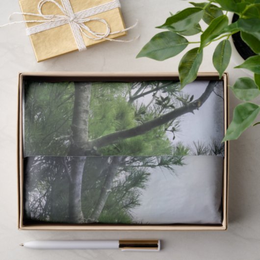 木に威厳のある突き刺さった成熟した禿鷲 薄葉紙 (ギフト)