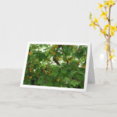 木に実ったあんずのクローズアップ カード (黄色い花)