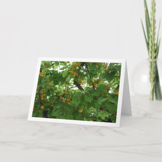 木に実ったあんずのクローズアップ カード (正面)