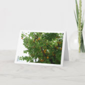 木に実ったアプリコット フルーツの肖像 カード (正面)