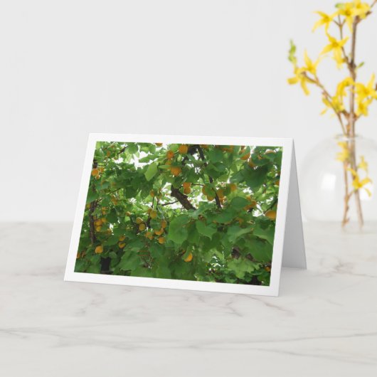 木に実った杏のクローズアップ カード (黄色い花)