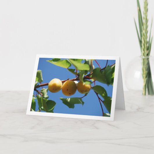 木に実った3つのあんずの実 カード (正面)