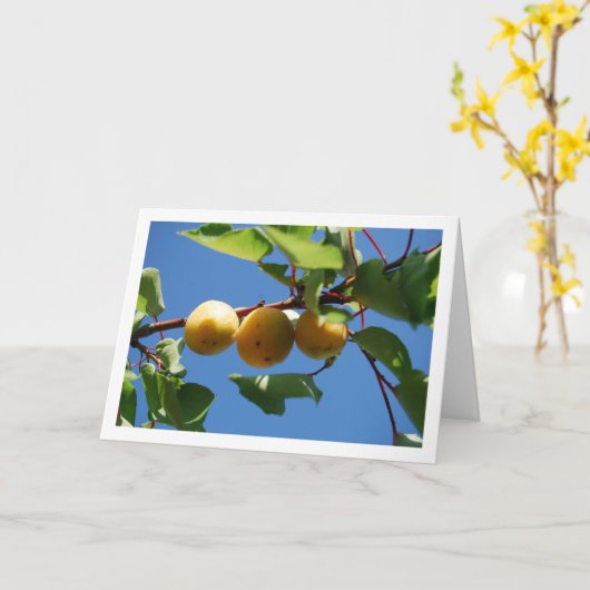 木に実った３つの杏の実 カード