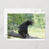 木に座っている黒熊 ポストカード (正面/裏面)