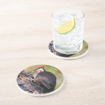 木に止まる美しいアメリカカナダキツツキ