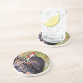 木に止まる美しいアメリカカナダキツツキ コースター