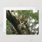 木に猫 ポストカード (正面/裏面)