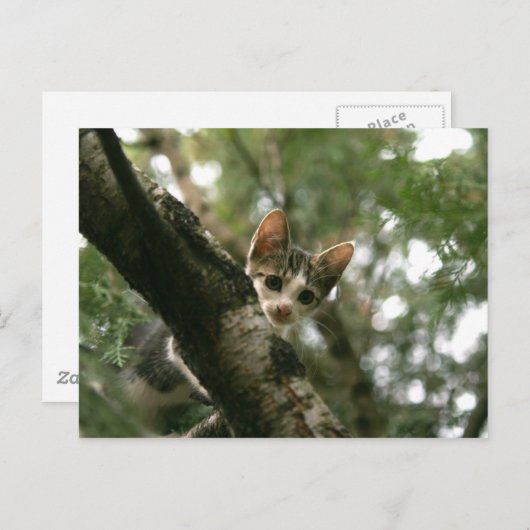 木に猫 ポストカード (正面/裏面)