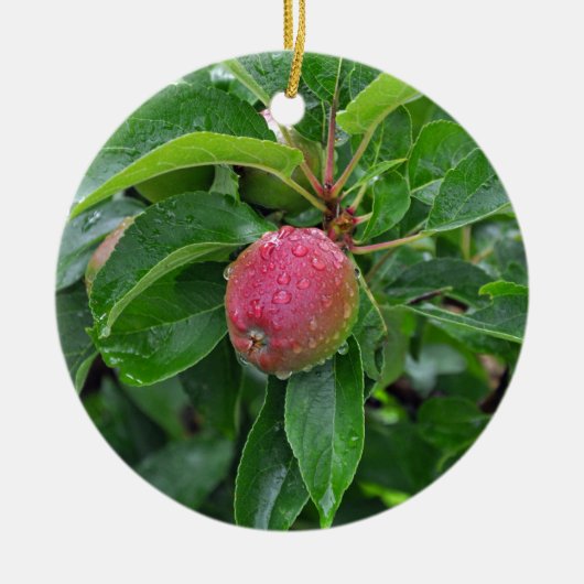 木に生えたばかりの赤りんご セラミックオーナメント (正面)