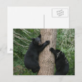 木に生えている熊が二頭 ポストカード (正面/裏面)