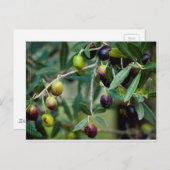 木に生えるオリーブの実 ポストカード (正面/裏面)