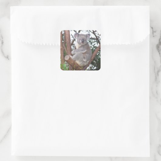 木に生えるコアラ スクエアシール (バッグ)