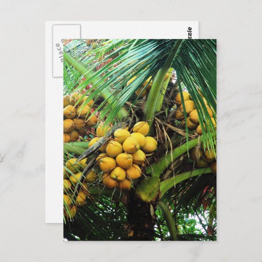 木に生ったココナッツ ポストカード (正面/裏面)