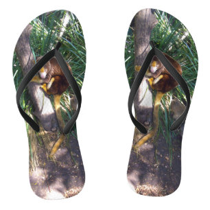 「木に登る：オーストラリアの木カンガルーが登る ビーチサンダル