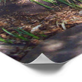 「木に登る:オーストラリアの木カンガルーが登る ポスター (角)